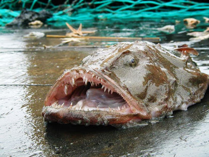 Atlantic Northeast Wild Caught Monkfish Filet 大西洋東北部鮟鱇魚柳 (野捕)